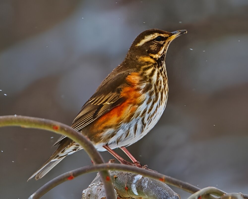 Redwing. Ómar Runólfsson