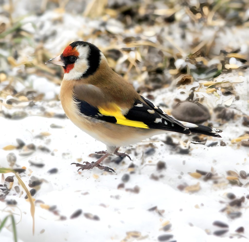Goldfinch. Credit Karelj
