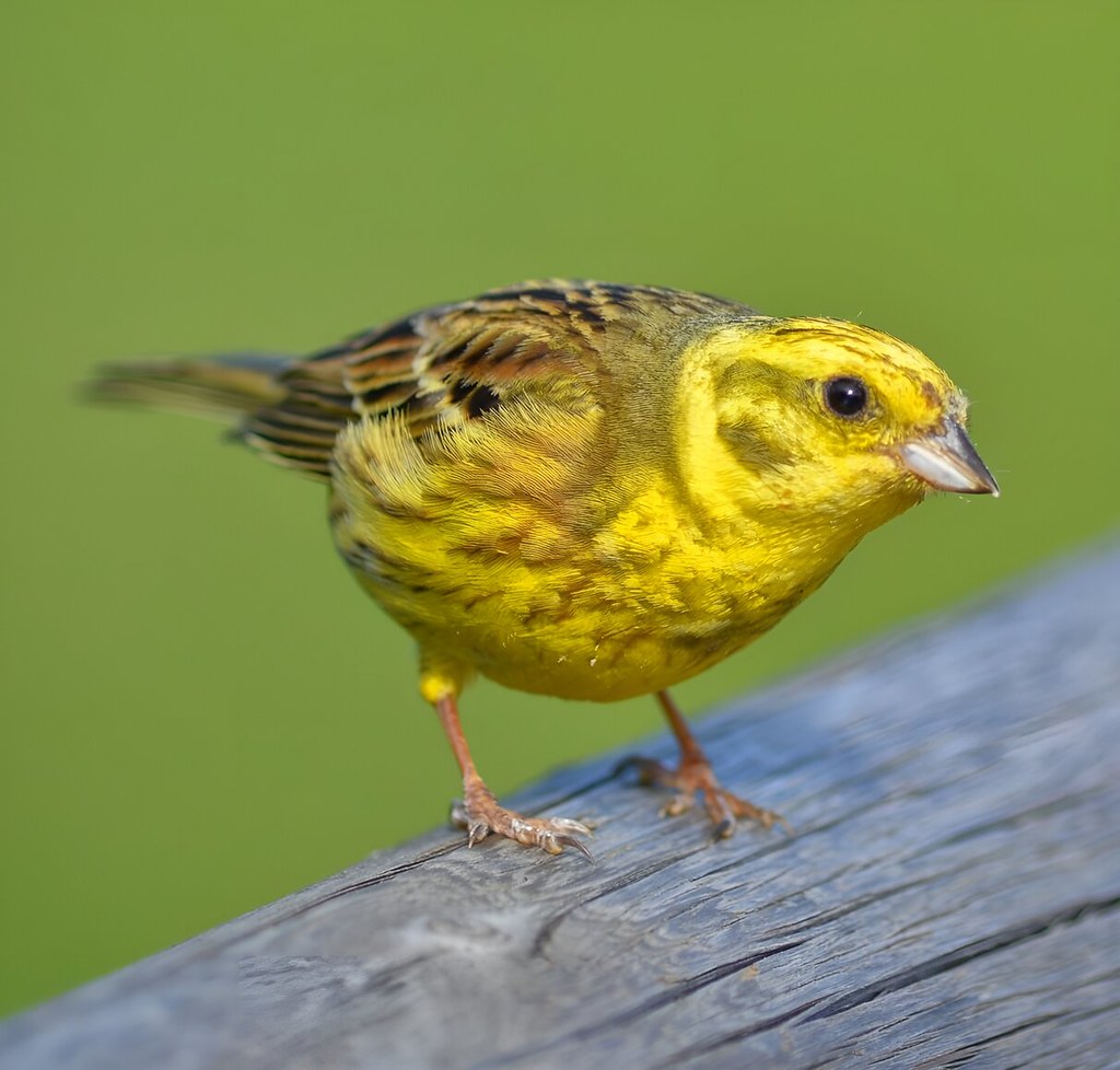 Yellowhammer. Credit Christina Nöbauer