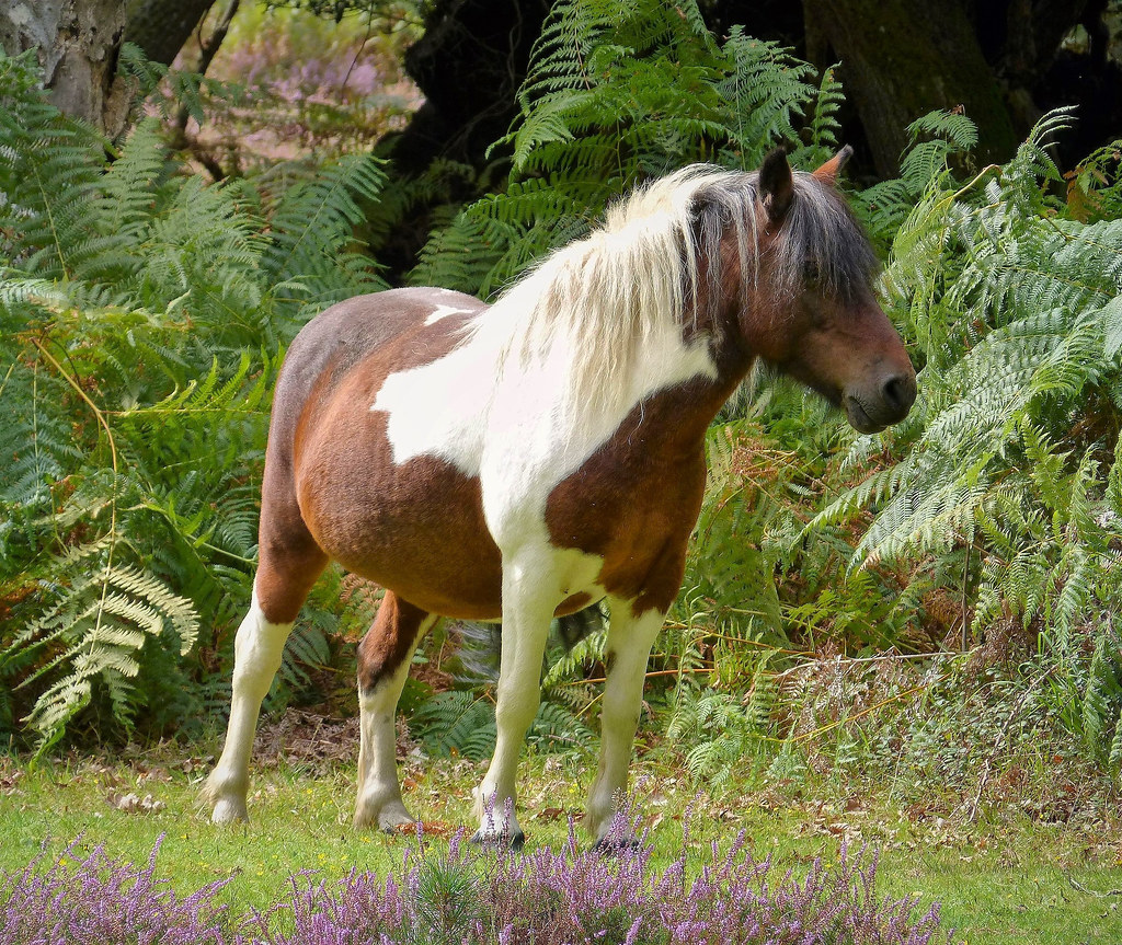 New Forest Pony by Ceri Jones on 500px.com