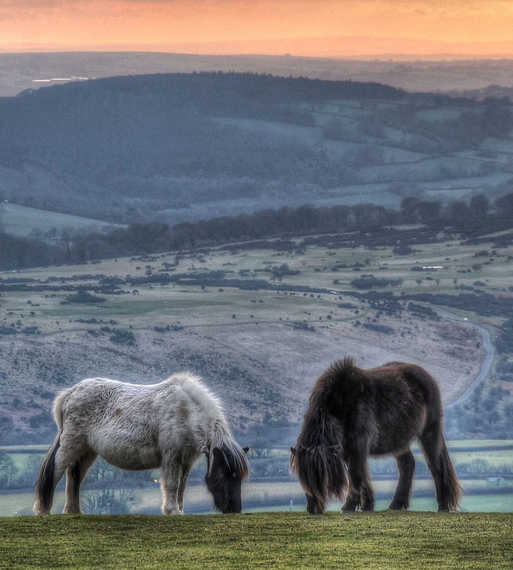 Dartmoor ponies, Dartmoor. Credit Baz Richardson, flickr