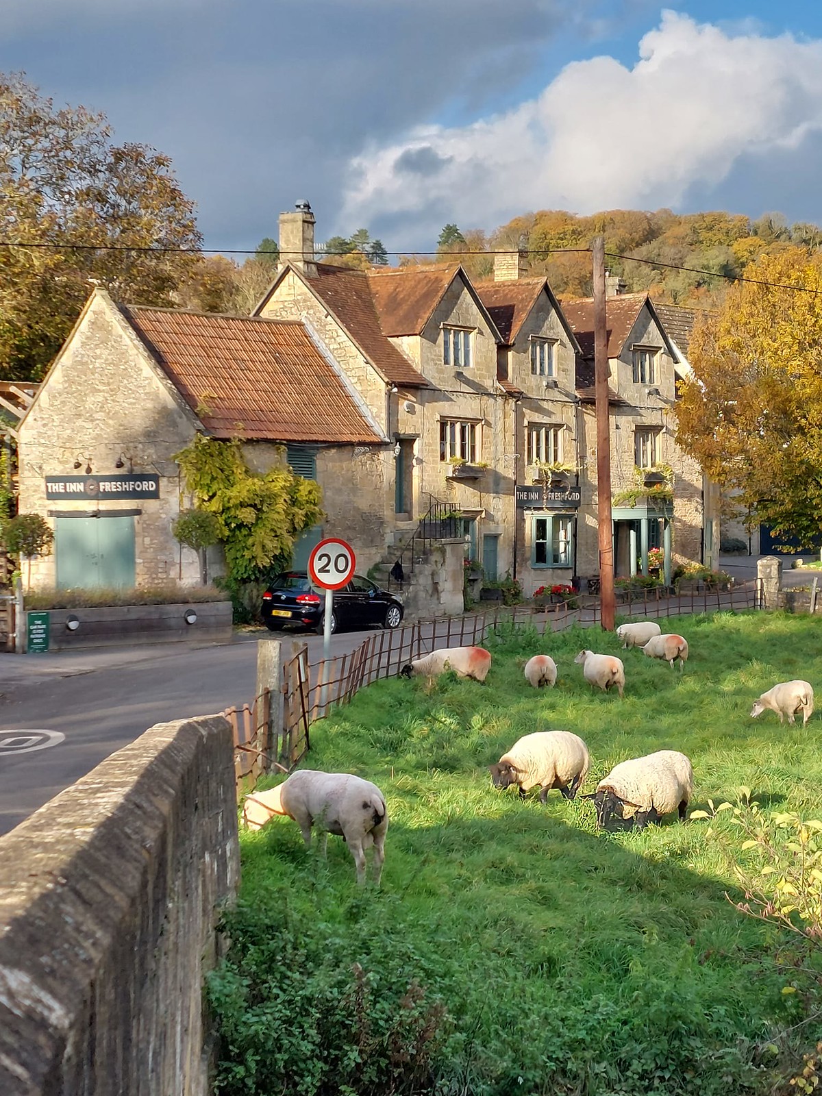 Sheep grazing near Freshford