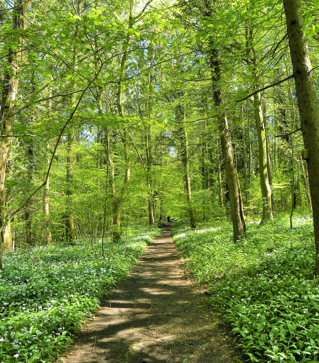 Friary Wood, Somerset