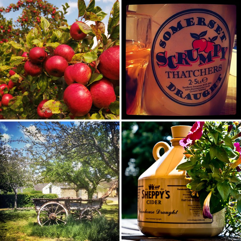 Somerset cider apples and producers
