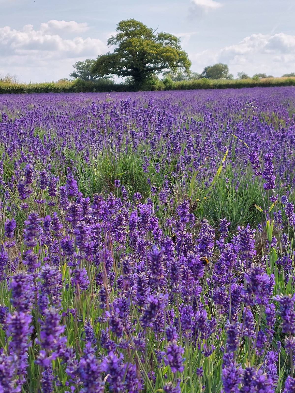 Somerset Lavender Farm