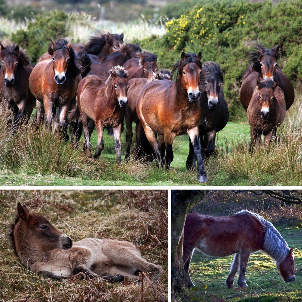 Exmoor and Quantock ponies