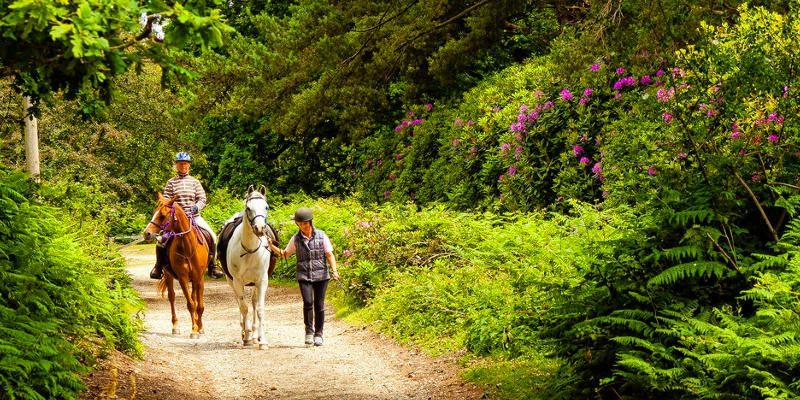 The New Forest—once the royal hunting ground of William the Conqueror